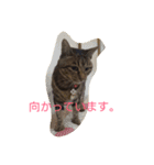 チャロという猫の日常 ver.3（個別スタンプ：3）