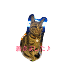 チャロという猫の日常 ver.3（個別スタンプ：5）