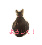チャロという猫の日常 ver.3（個別スタンプ：6）