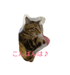 チャロという猫の日常 ver.3（個別スタンプ：7）