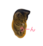 チャロという猫の日常 ver.3（個別スタンプ：8）