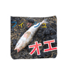 魚ー魚（個別スタンプ：3）