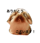 うさぎのふくさん 2（個別スタンプ：1）