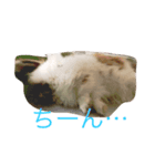 うさぎのふくさん 2（個別スタンプ：2）