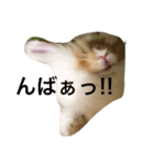 うさぎのふくさん 2（個別スタンプ：3）