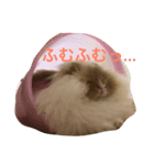うさぎのふくさん 2（個別スタンプ：7）