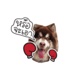 One Face Fuku（個別スタンプ：9）