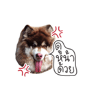 One Face Fuku（個別スタンプ：12）