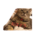 猫のちゃっぴ（個別スタンプ：2）