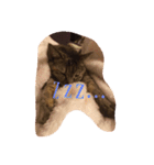 猫のちゃっぴ（個別スタンプ：3）