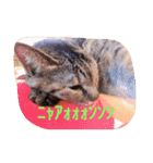 猫のちゃっぴ（個別スタンプ：6）