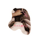 猫のちゃっぴ（個別スタンプ：8）