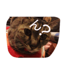 猫のちゃっぴ（個別スタンプ：9）