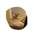 猫のちゃっぴ（個別スタンプ：11）