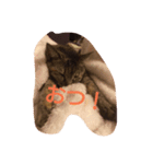 猫のちゃっぴ（個別スタンプ：14）
