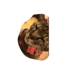 猫のちゃっぴ（個別スタンプ：16）