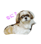モモタロウスタンプ（個別スタンプ：1）