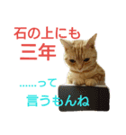 猫のあんずです②（個別スタンプ：1）