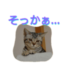 猫のあんずです②（個別スタンプ：16）