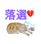 猫のあんず。コンサート編（個別スタンプ：3）