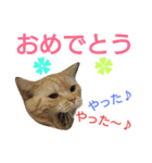 猫のあんず。コンサート編（個別スタンプ：5）