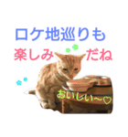 猫のあんず。コンサート編（個別スタンプ：7）