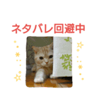 猫のあんず。コンサート編（個別スタンプ：13）