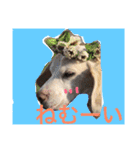 ぼく、むさし。（個別スタンプ：1）