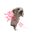 ぼく、むさし。（個別スタンプ：4）