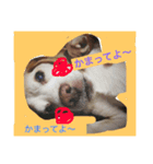 ぼく、むさし。（個別スタンプ：5）