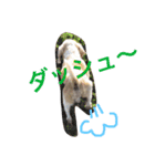 ぼく、むさし。（個別スタンプ：6）