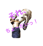ぼく、むさし。（個別スタンプ：7）