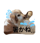 ぼく、むさし。（個別スタンプ：13）