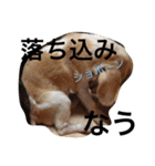 ぼく、むさし。（個別スタンプ：14）