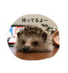 ソラちゃん I（個別スタンプ：15）