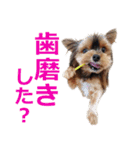 ヨーキーロビンの毎日スタンプ（個別スタンプ：1）