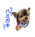 ヨーキーロビンの毎日スタンプ（個別スタンプ：2）