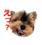ヨーキーロビンの毎日スタンプ（個別スタンプ：3）