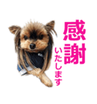 ヨーキーロビンの毎日スタンプ（個別スタンプ：11）