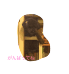 ショコラの1日。（個別スタンプ：1）