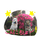 どたばたシェパ日記Ⅱ（個別スタンプ：2）
