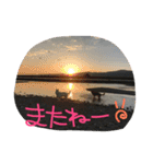 どたばたシェパ日記Ⅱ（個別スタンプ：4）