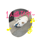 どたばたシェパ日記Ⅱ（個別スタンプ：6）