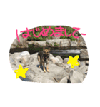 どたばたシェパ日記Ⅱ（個別スタンプ：9）