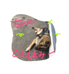 どたばたシェパ日記Ⅱ（個別スタンプ：10）
