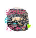 どたばたシェパ日記Ⅱ（個別スタンプ：17）