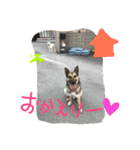 どたばたシェパ日記Ⅱ（個別スタンプ：20）