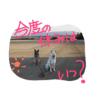どたばたシェパ日記Ⅱ（個別スタンプ：22）