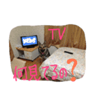 どたばたシェパ日記Ⅱ（個別スタンプ：24）