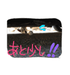 どたばたシェパ日記Ⅱ（個別スタンプ：27）